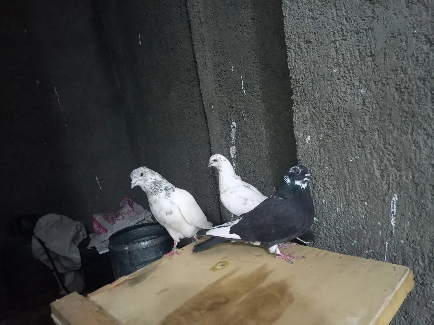 کبوترپرشی|پرنده|سلطانیه, |دیوار