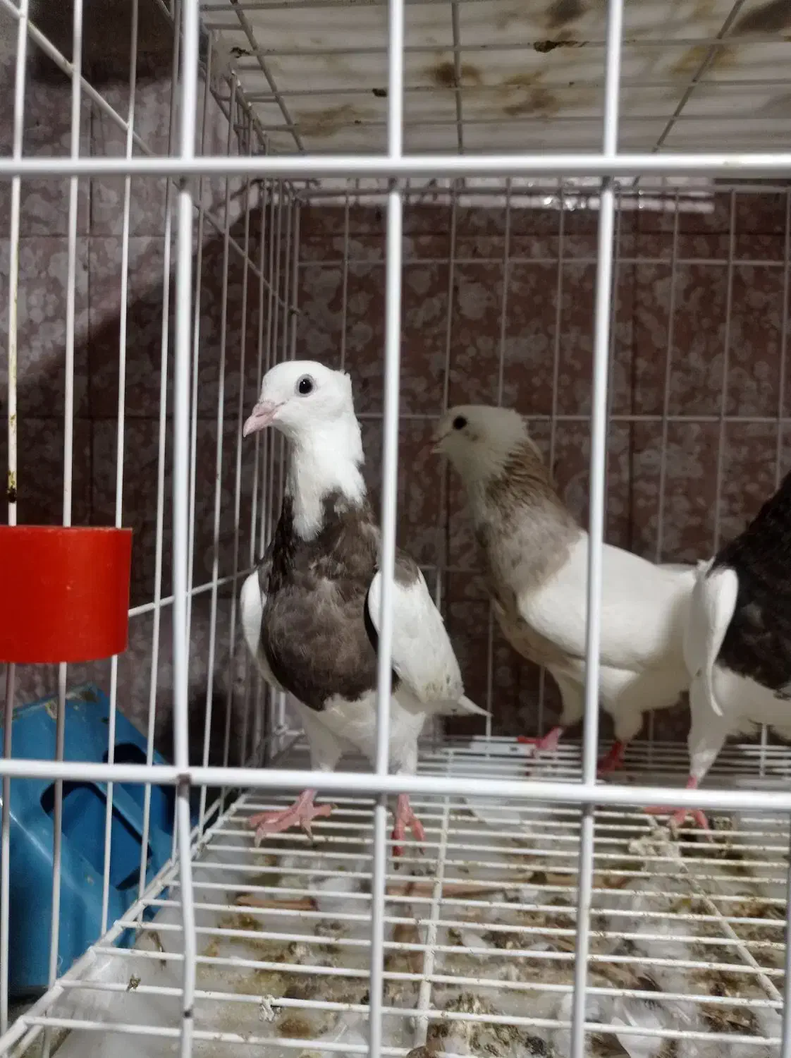 کبوتر|پرنده|دهدشت, |دیوار