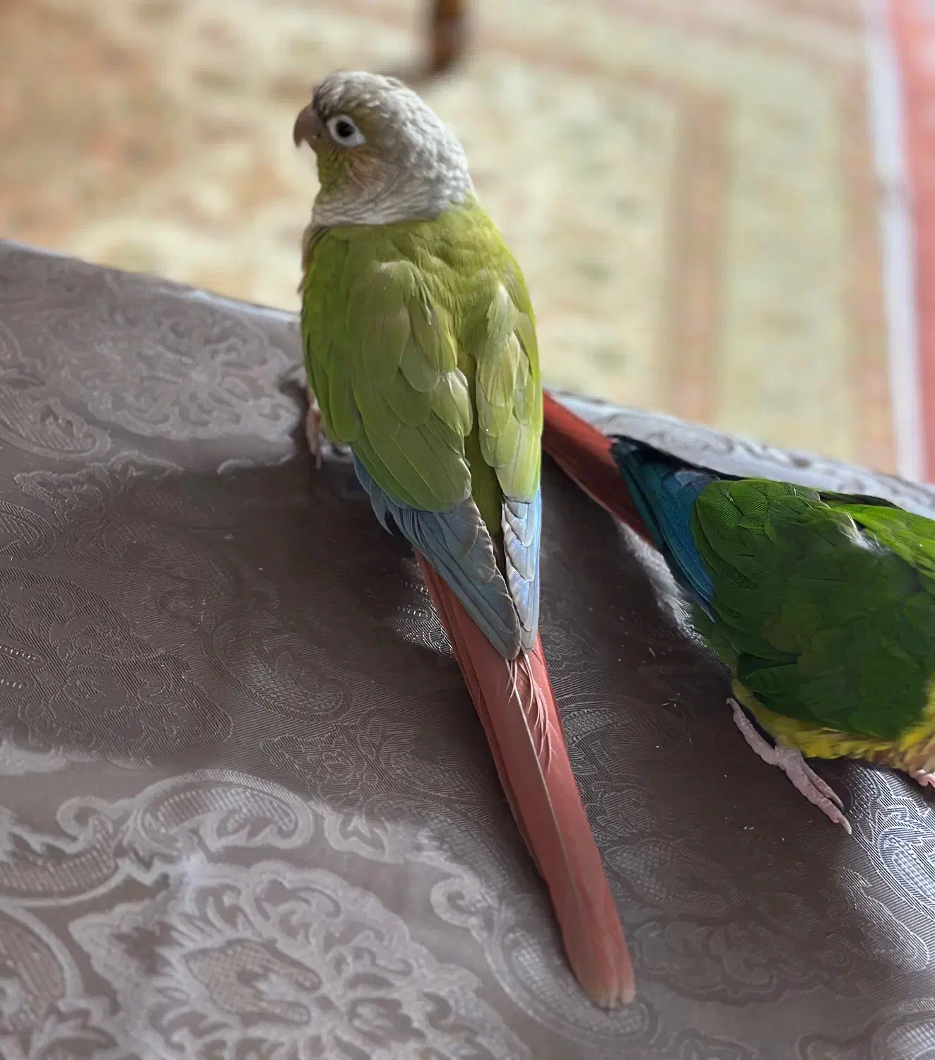 طوطی گرینچیک|پرنده|تهران, جوادیه تهرانپارس|دیوار