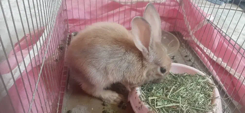 خرگوش خونگی همراه با قفس ظرف اب و شامپور خرگوش|موش و خرگوش|تهران, نعمت‌آباد|دیوار