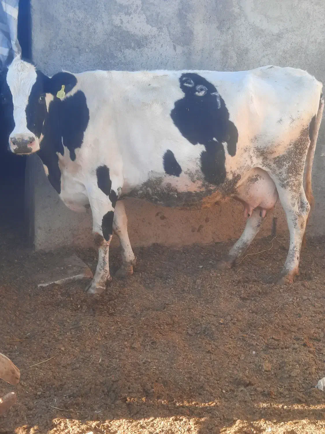 ۱راس گاو ۸ماه ابستن|حیوانات مزرعه|محمدشهر, عباس آباد|دیوار