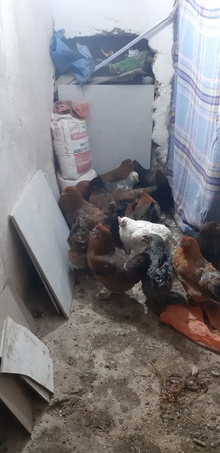 مرغ جوان|حیوانات مزرعه|پاوه, |دیوار