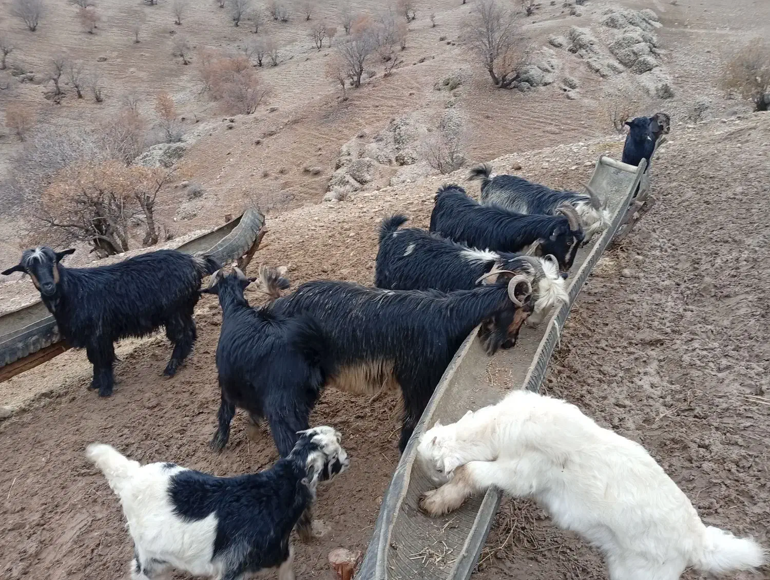 بز داشتی|حیوانات مزرعه|میانکوه, |دیوار