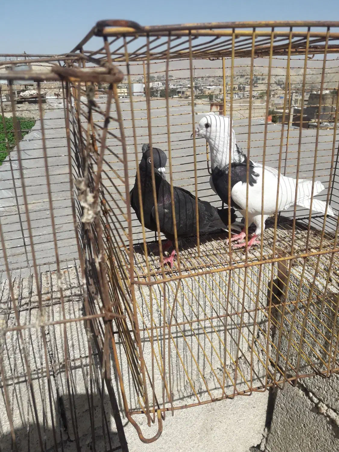 کبوتر|پرنده|مسجد سلیمان, |دیوار