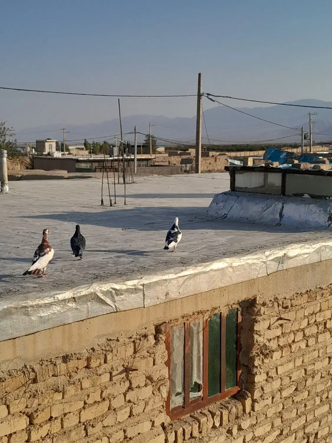 کبوتر|پرنده|نیریز, |دیوار