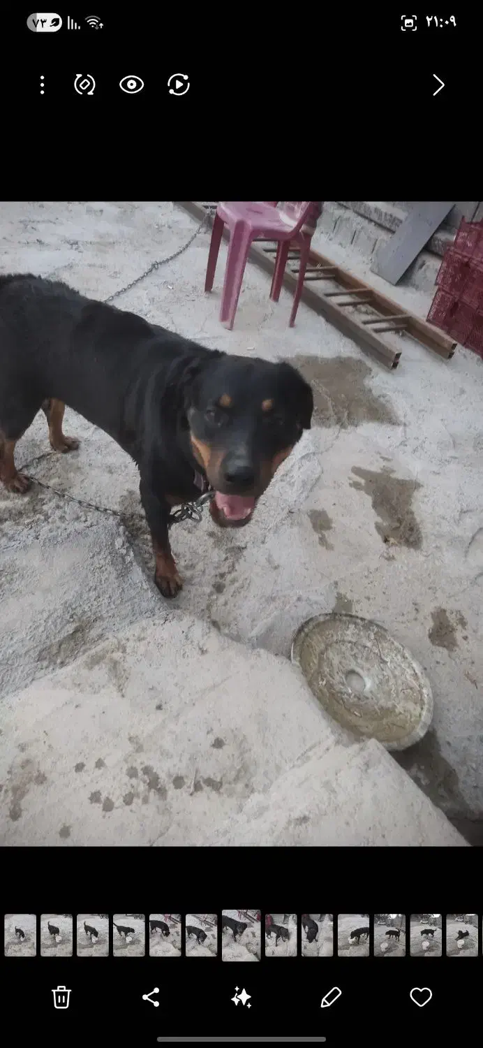 واگذاری  سگ نگهبان|سگ|قدس, شهرک صنعتی زاگرس|دیوار