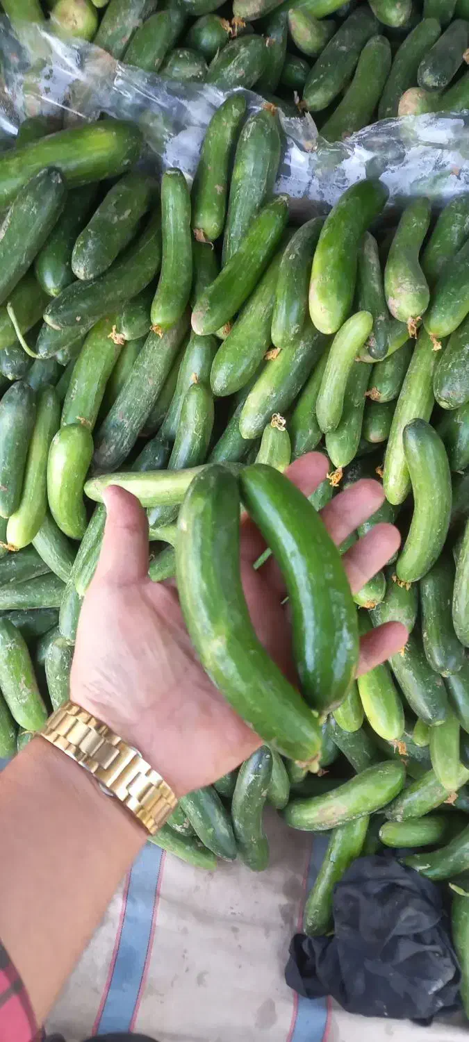خیار محلی ۲۸ت، ۲۰ت و ۱۵ت|حراج|جهرم, |دیوار