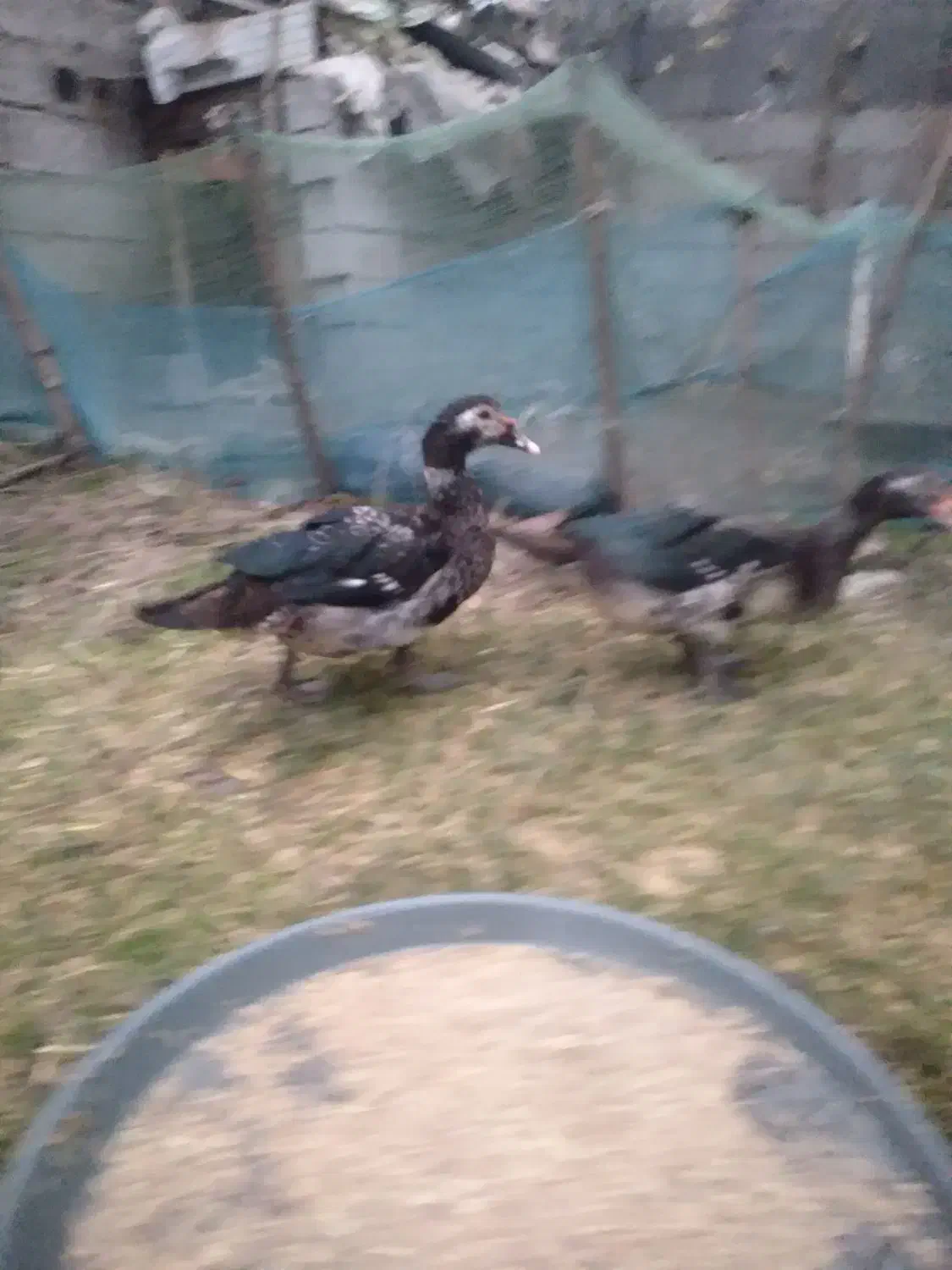 اردک اسراییلی سنگین وزن|حیوانات مزرعه|سنگر, |دیوار