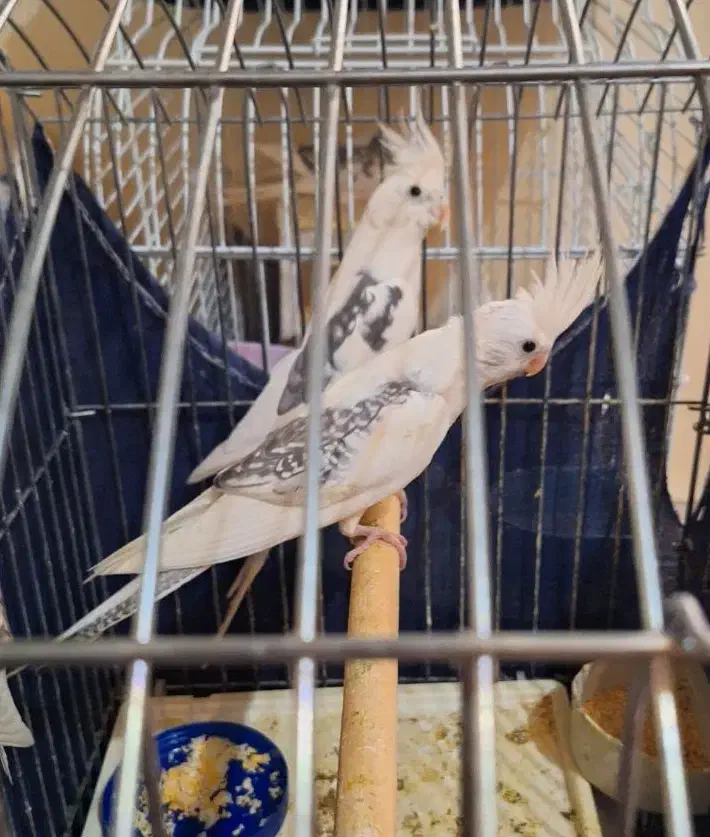 عروس هلندی سفید پشدار|پرنده|ری, ولی آباد|دیوار