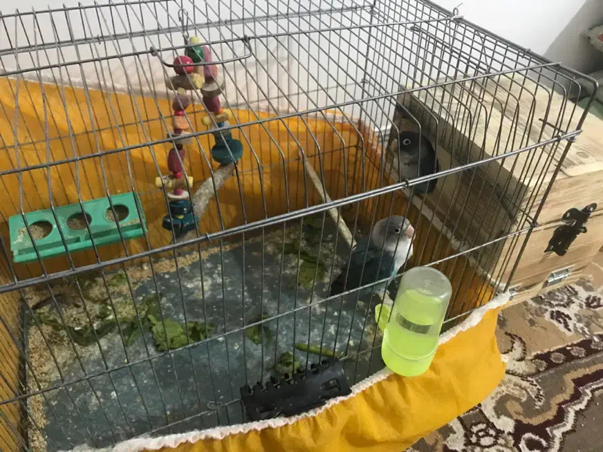 طوطی برزیلی|پرنده|بوشهر, |دیوار