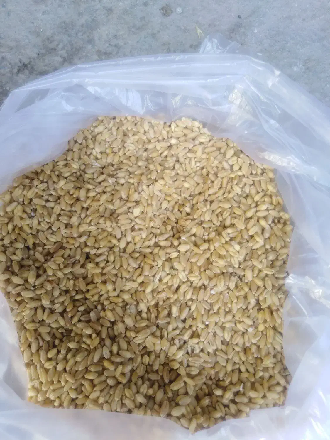 گندم|خوردنی و آشامیدنی|زرنه, |دیوار