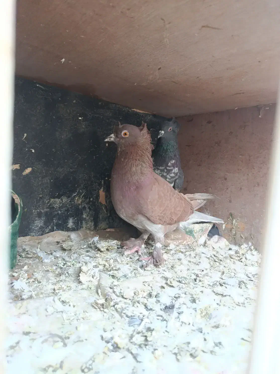 دو جفت کفتر تزیینی رواعب|پرنده|قم, شهرک مهدیه (مدرس)|دیوار