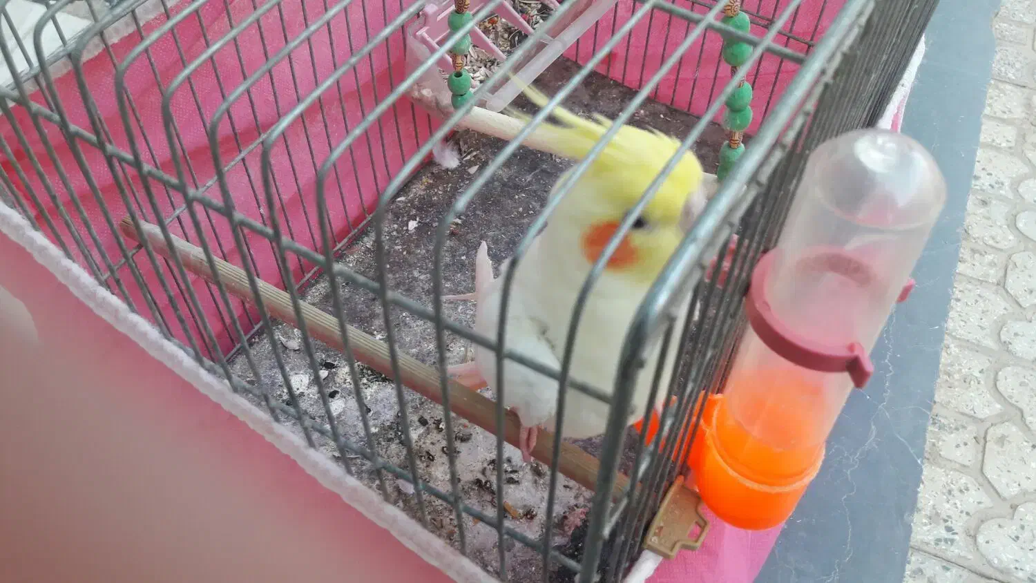 عروس هلندی|پرنده|خمینیشهر, |دیوار