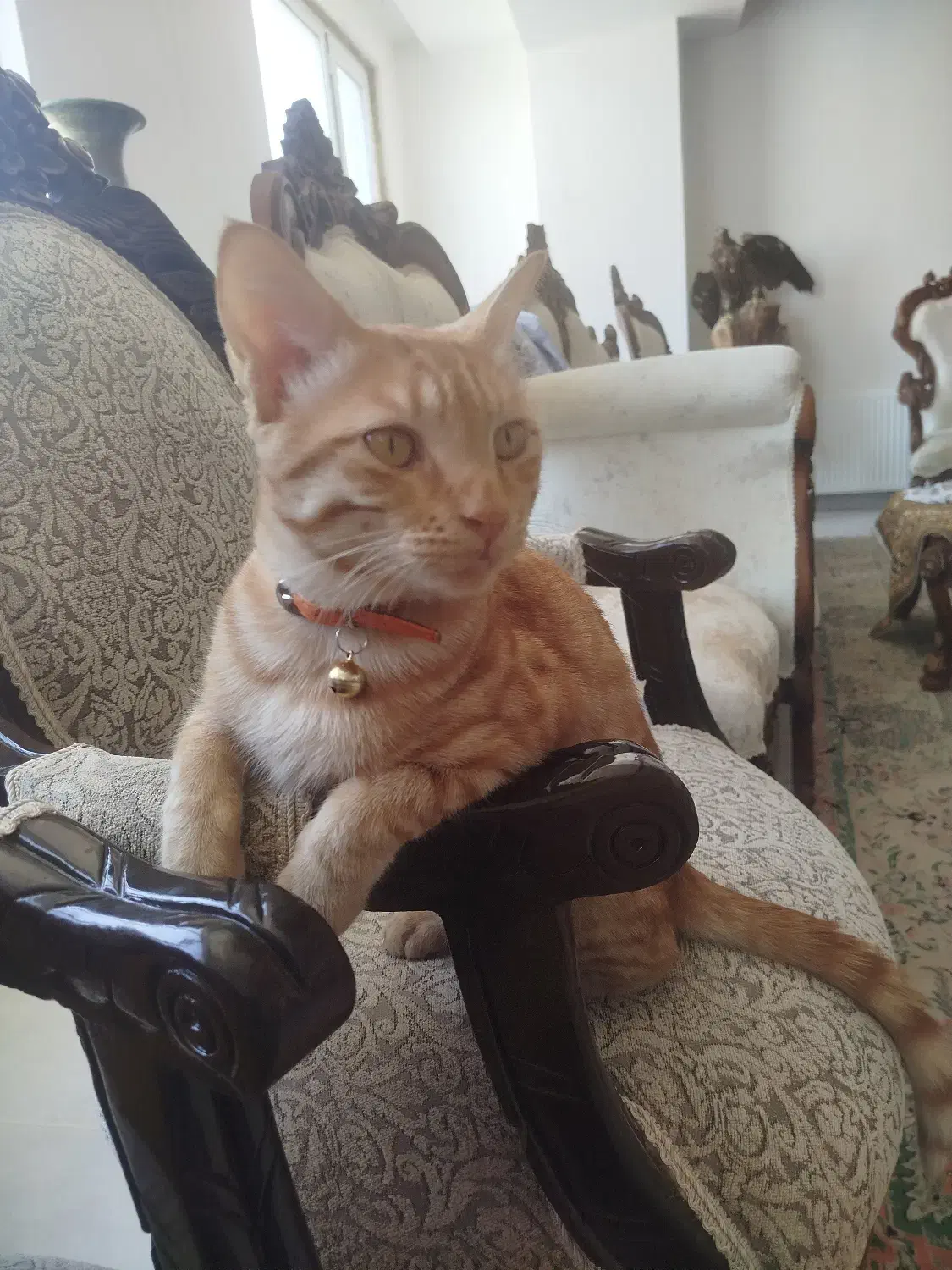 گربه گمشده|حیوانات|سبزوار, کوی بهار|دیوار