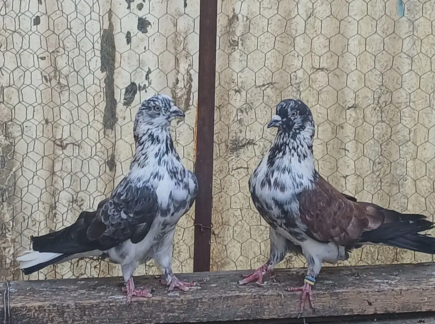 کبوتر فوری|پرنده|ساری, |دیوار