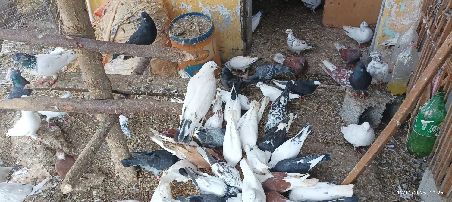 کبوترپرشی تهران وکاشان|پرنده|پرهسر, |دیوار