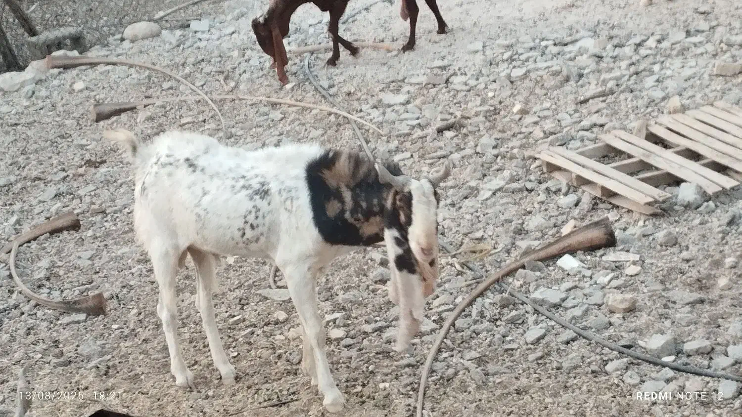 فروش دوتا پازن گلابی و پتیری پاکستانی|حیوانات مزرعه|گله دار, |دیوار