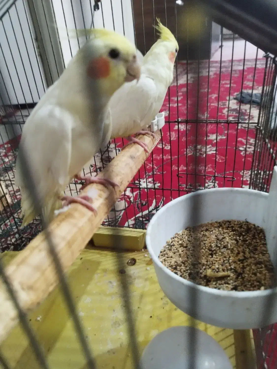 یه جفت نر و ماده عروس خوشکل کشیده|پرنده|فردیس, شهرک ارم|دیوار