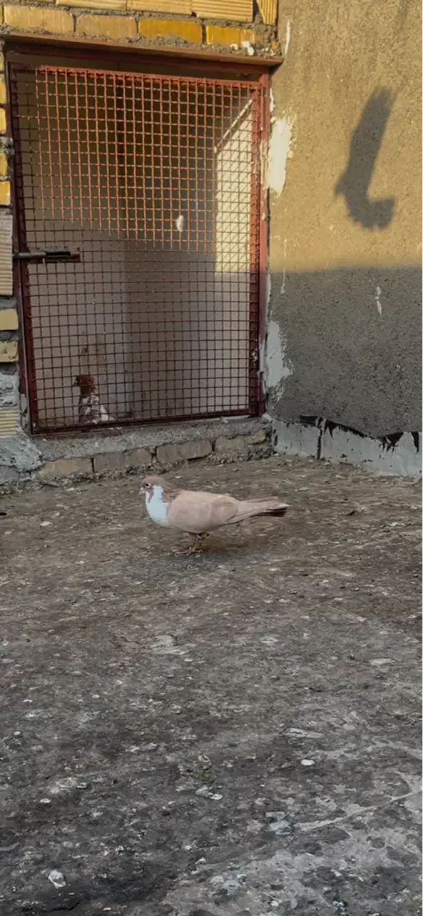 کلاغدم زرد قلدر|پرنده|مشهد, طرق|دیوار