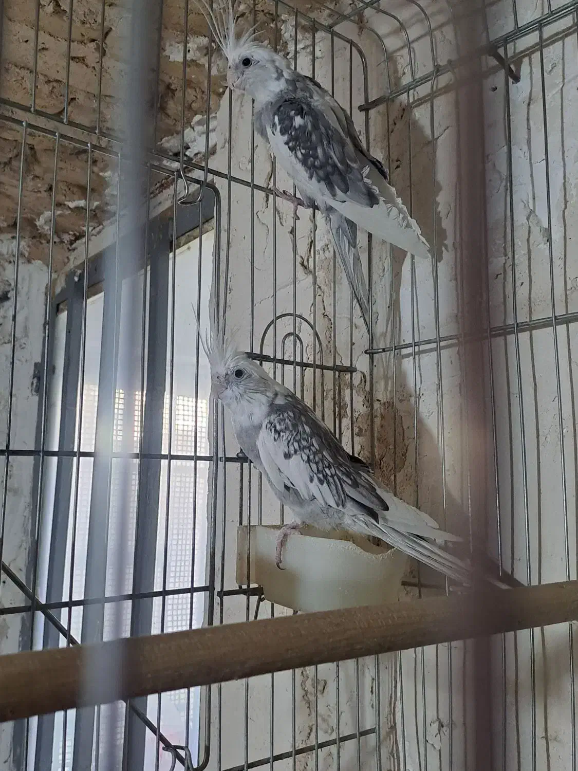 طوطی عروس البینو|پرنده|صائین قلعه, |دیوار