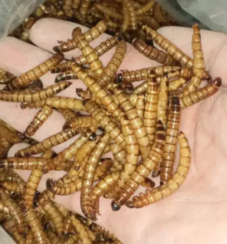 فروش میلورم زنده و خشک|لوازم جانبی حیوانات|رباط‌کریم, رباط‌کریم|دیوار