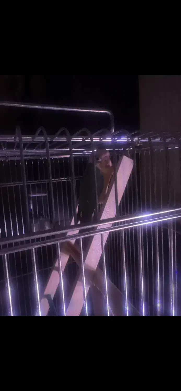 طوطی گرینچیک|پرنده|تهران, جوانمردان (اندیشه)|دیوار