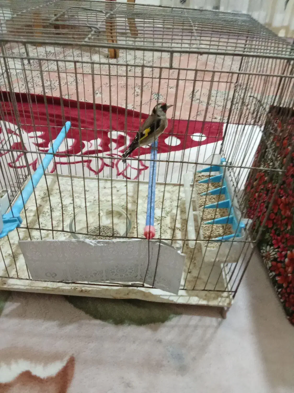 سهره نر و ماده فروشی|پرنده|سهند, |دیوار