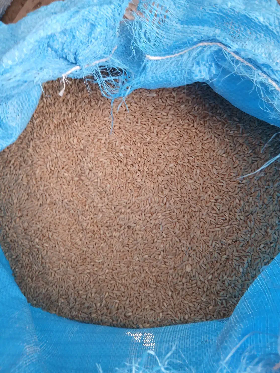 گندم بوجاری شده رقم هشترود|خوردنی و آشامیدنی|نظر کهریزی, |دیوار