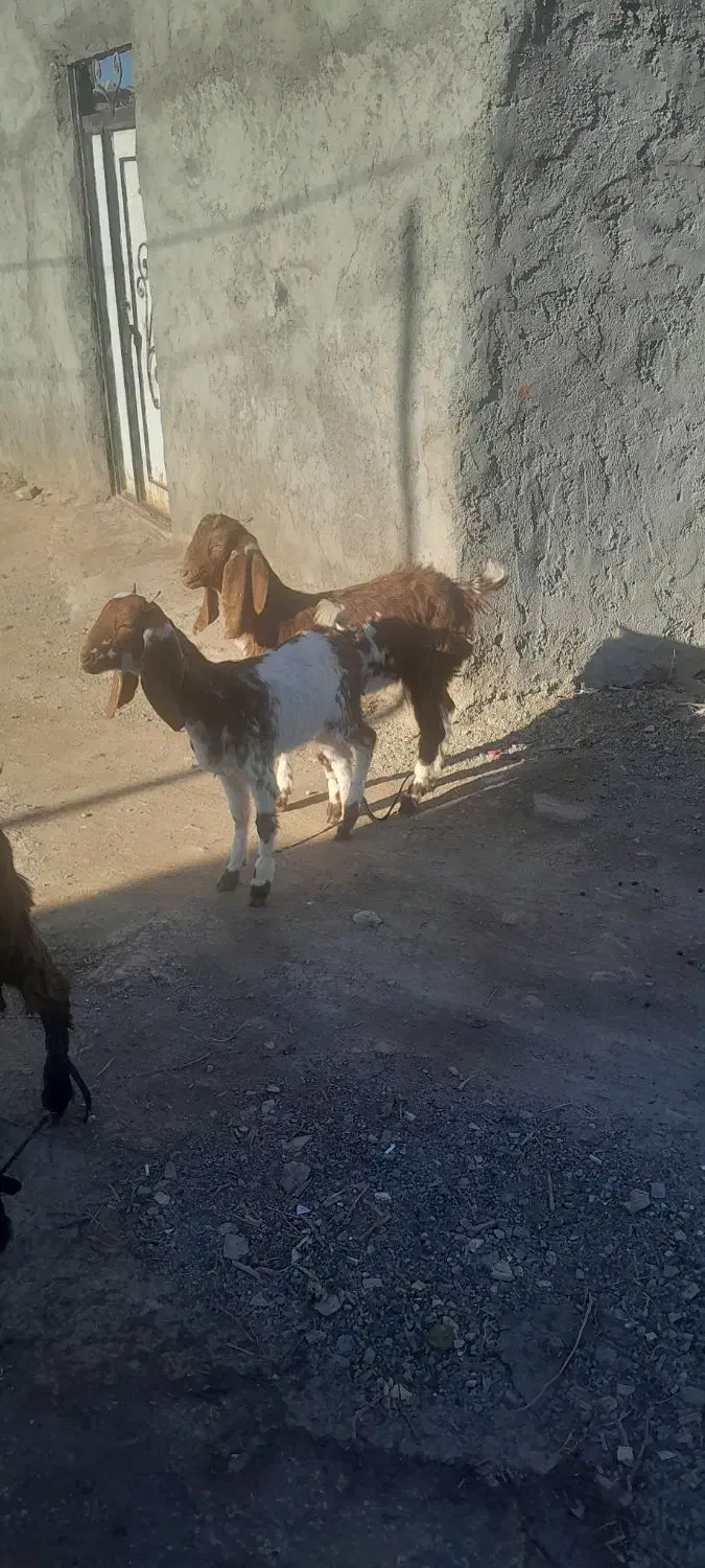 بزغاله های سه قلو|حیوانات مزرعه|اهر, |دیوار