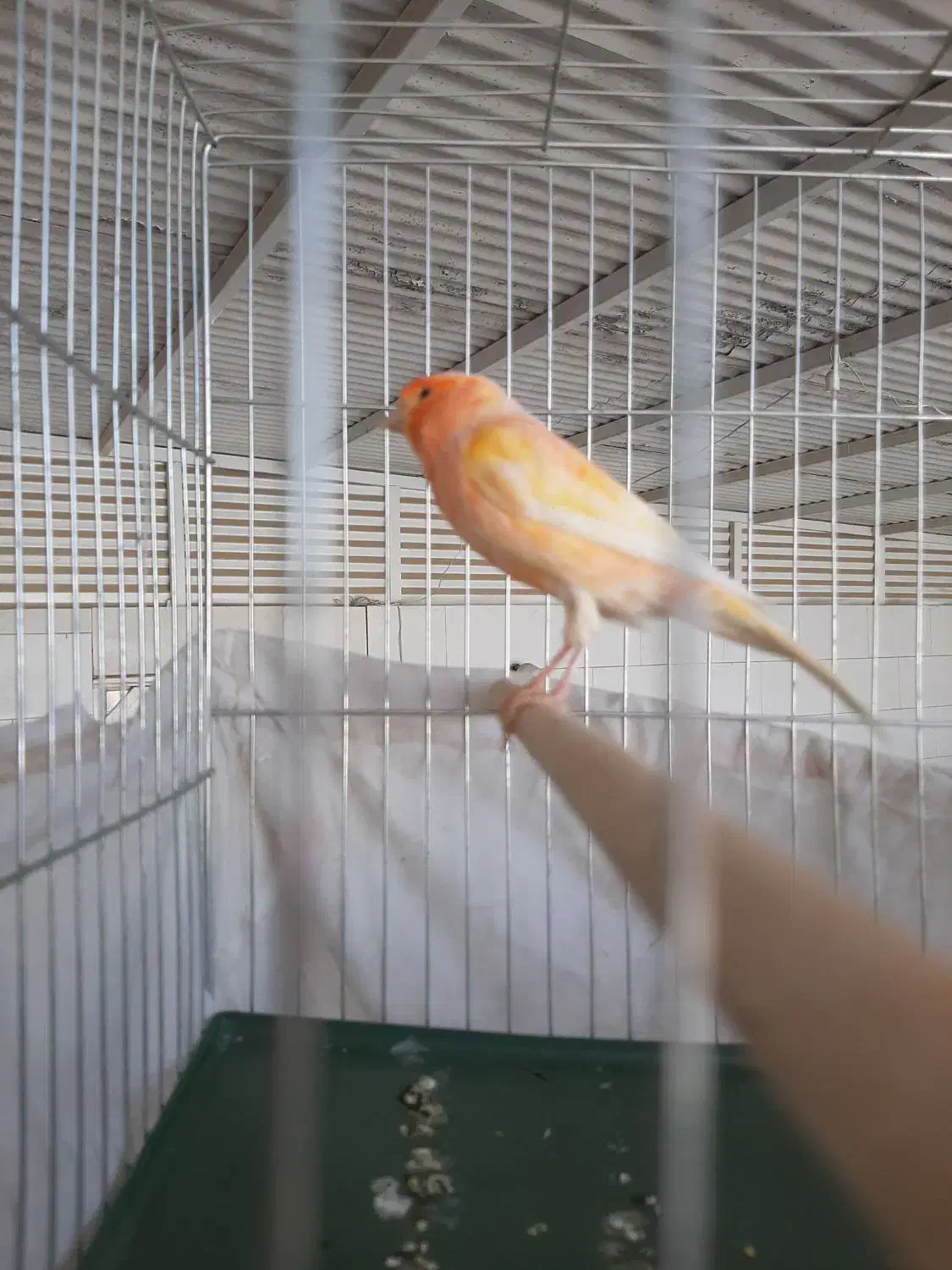 قناری نر|پرنده|هندیجان, |دیوار