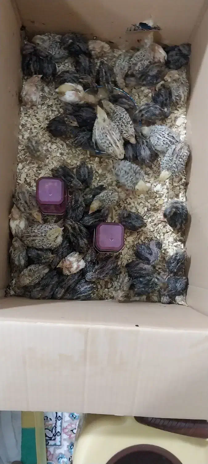 جوجه بلدرچین یک روزه تا ۴۰ روزه|حیوانات مزرعه|کرمانشاه, |دیوار