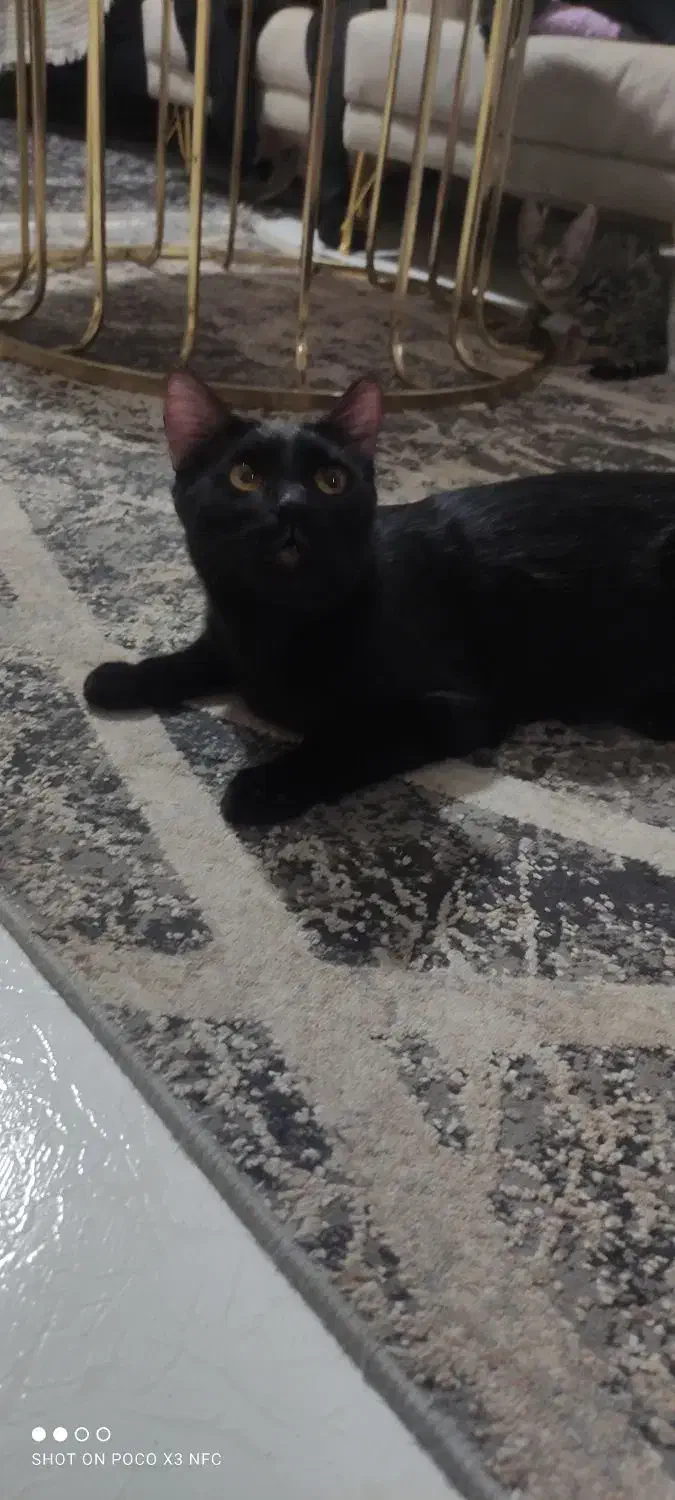 واگذاری رایگان گربه|گربه|تهران, مینای شمالی (مخبر)|دیوار