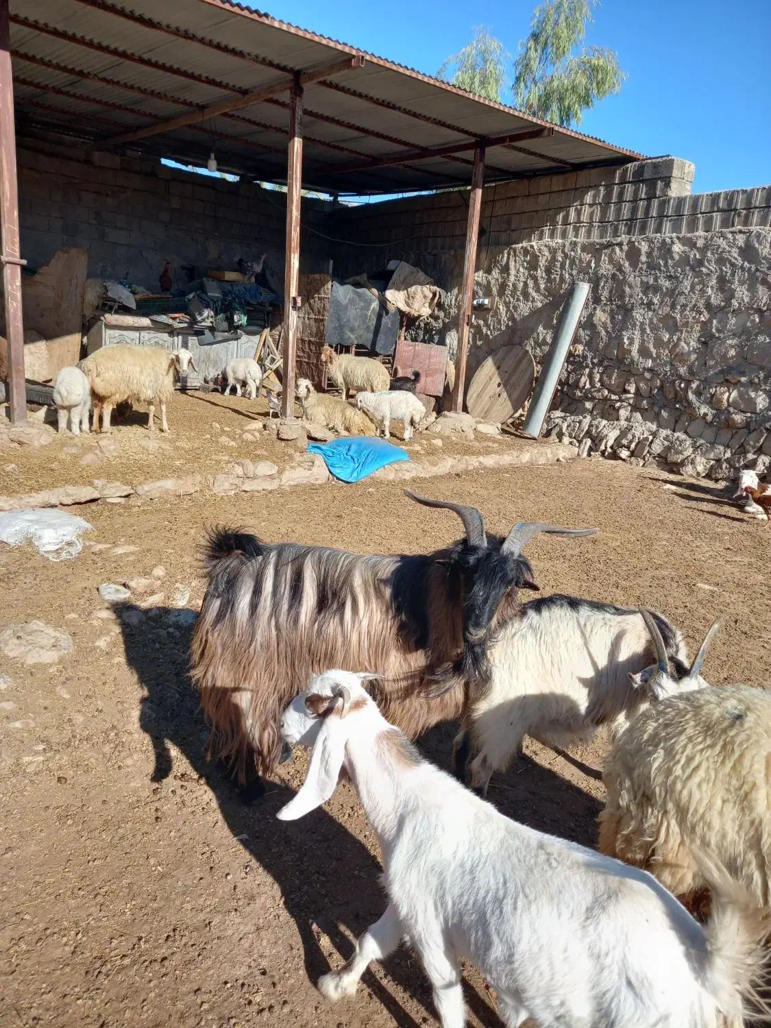 نربز صابرین جوان وسالم وچاق باپرش عالی|حیوانات مزرعه|اندیمشک, |دیوار