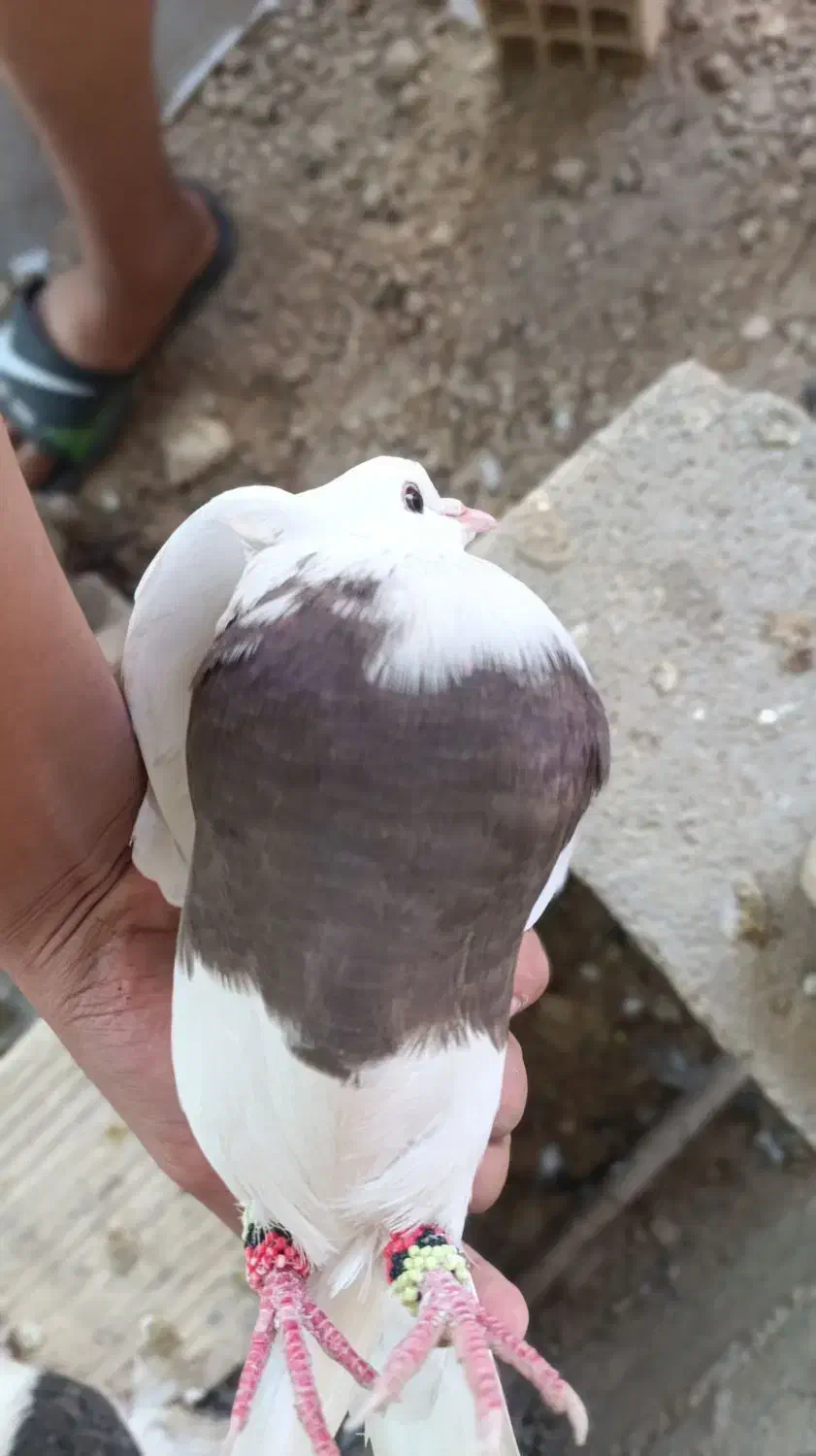 یه کفتر ماده طوقی|پرنده|جم, |دیوار