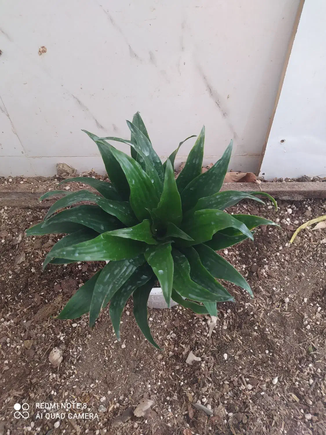 گل و گیاه کامپکت|گل و گیاه طبیعی|اهواز, سیصد دستگاه|دیوار