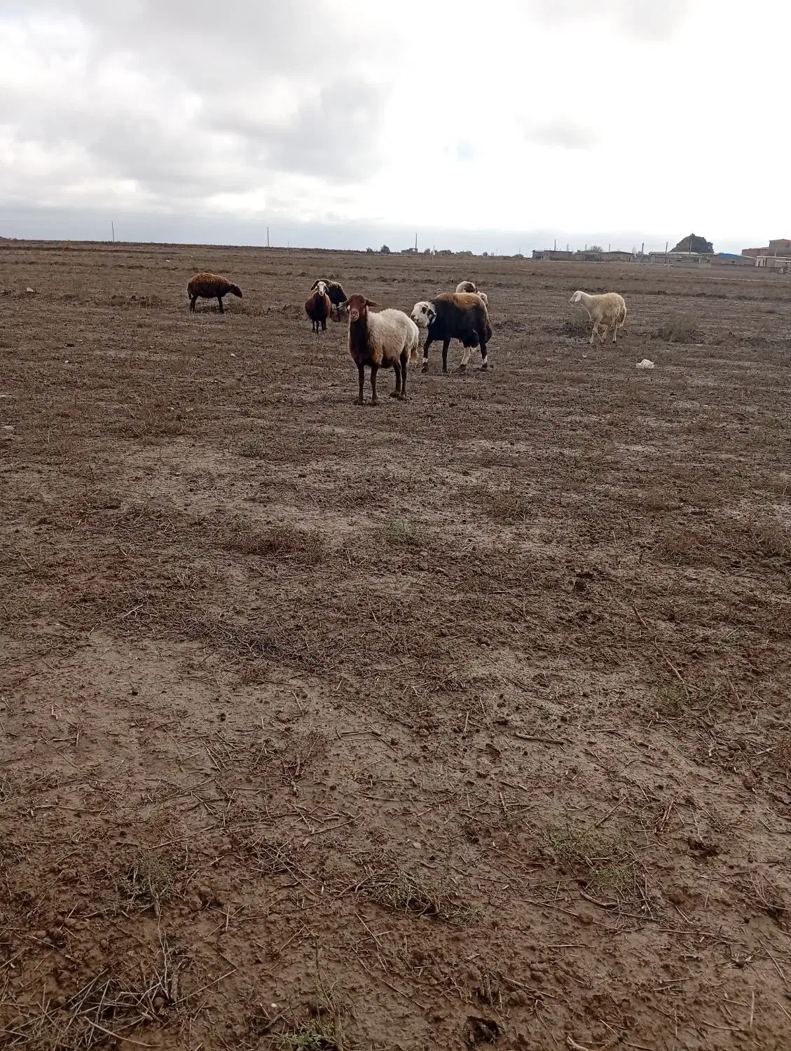 گوسفندافشاری ابستن|حیوانات مزرعه|انبارآلوم, |دیوار