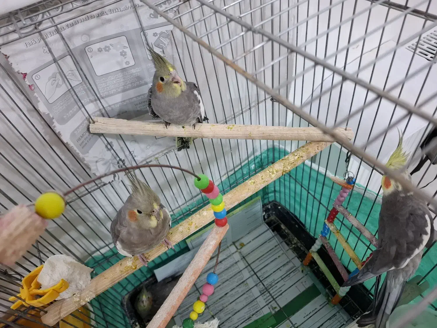 عروس هلندی|پرنده|صحنه, |دیوار