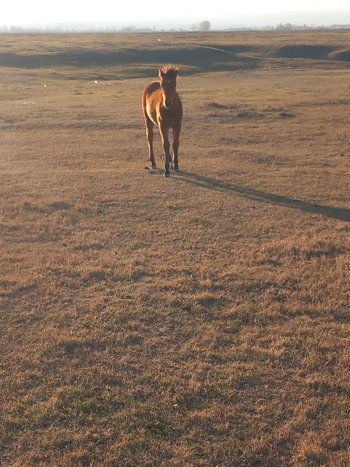 اسب ماده|اسب و تجهیزات اسب‌سواری|مشگین شهر, |دیوار