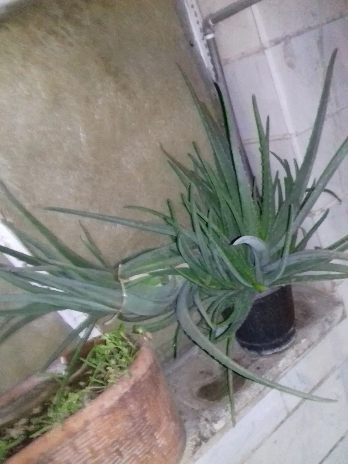 دو عدد گل آلوورا  بزرگ بسیار عالی برای شادابی پوست|گل و گیاه طبیعی|تهران, هفده شهریور|دیوار