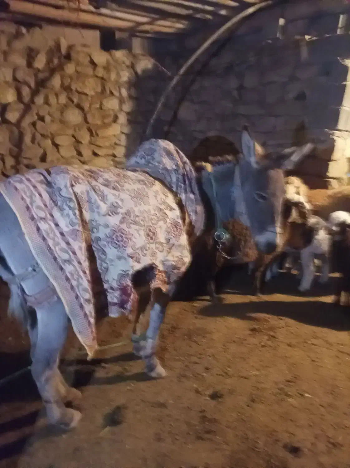 سگ خوب هم هست|حیوانات مزرعه|شیروان (خراسان), |دیوار