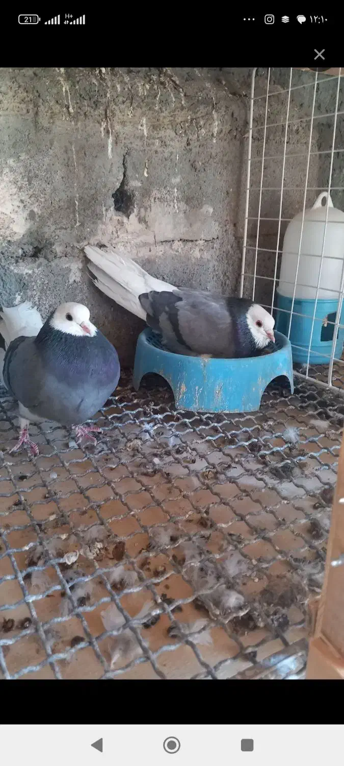 سبز پلنگ|پرنده|بم, |دیوار