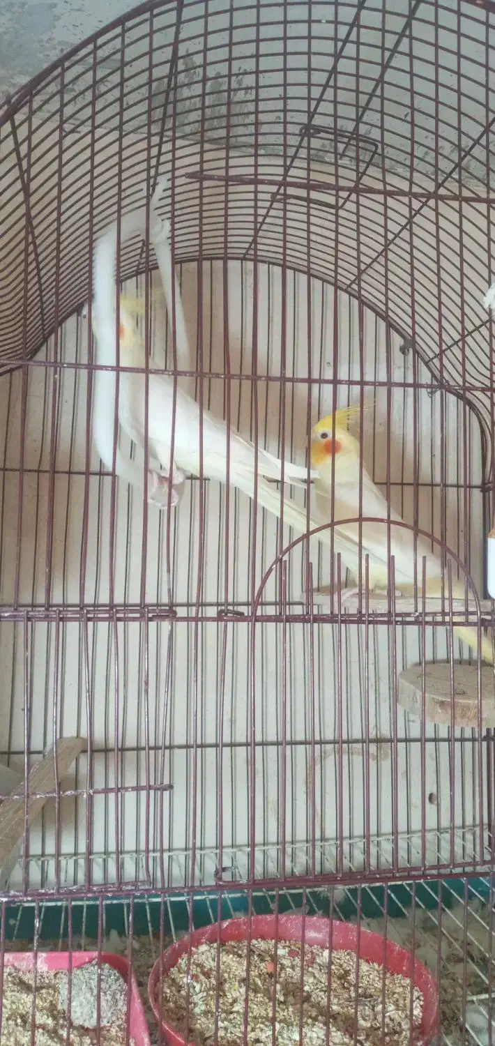 عروس بالغ|پرنده|نکا, |دیوار