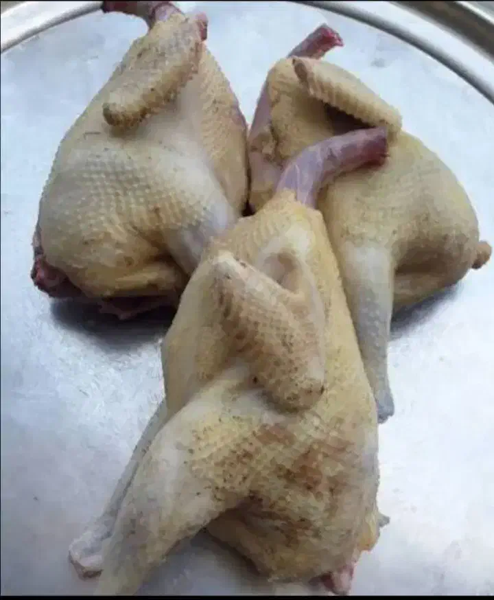 مرغ ، اردک ، بوقلمون محلی|حیوانات مزرعه|رشت, کوی جام جم|دیوار