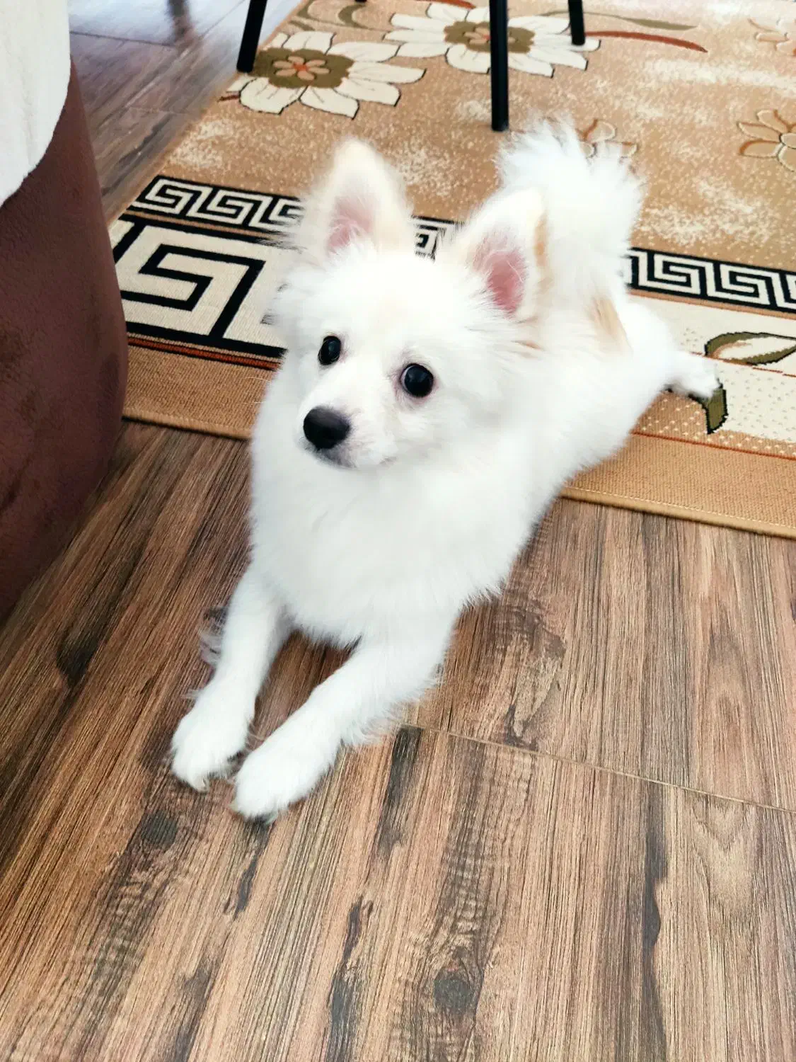 سگ پامر روباهی|سگ|رشت, حمیدیان|دیوار