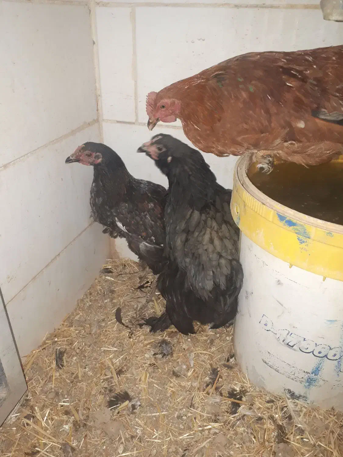 مرغ تزعینی برهماو۲خروس اول متنوبخونیدبعدپیام بدهید|حیوانات مزرعه|کنگاور, |دیوار