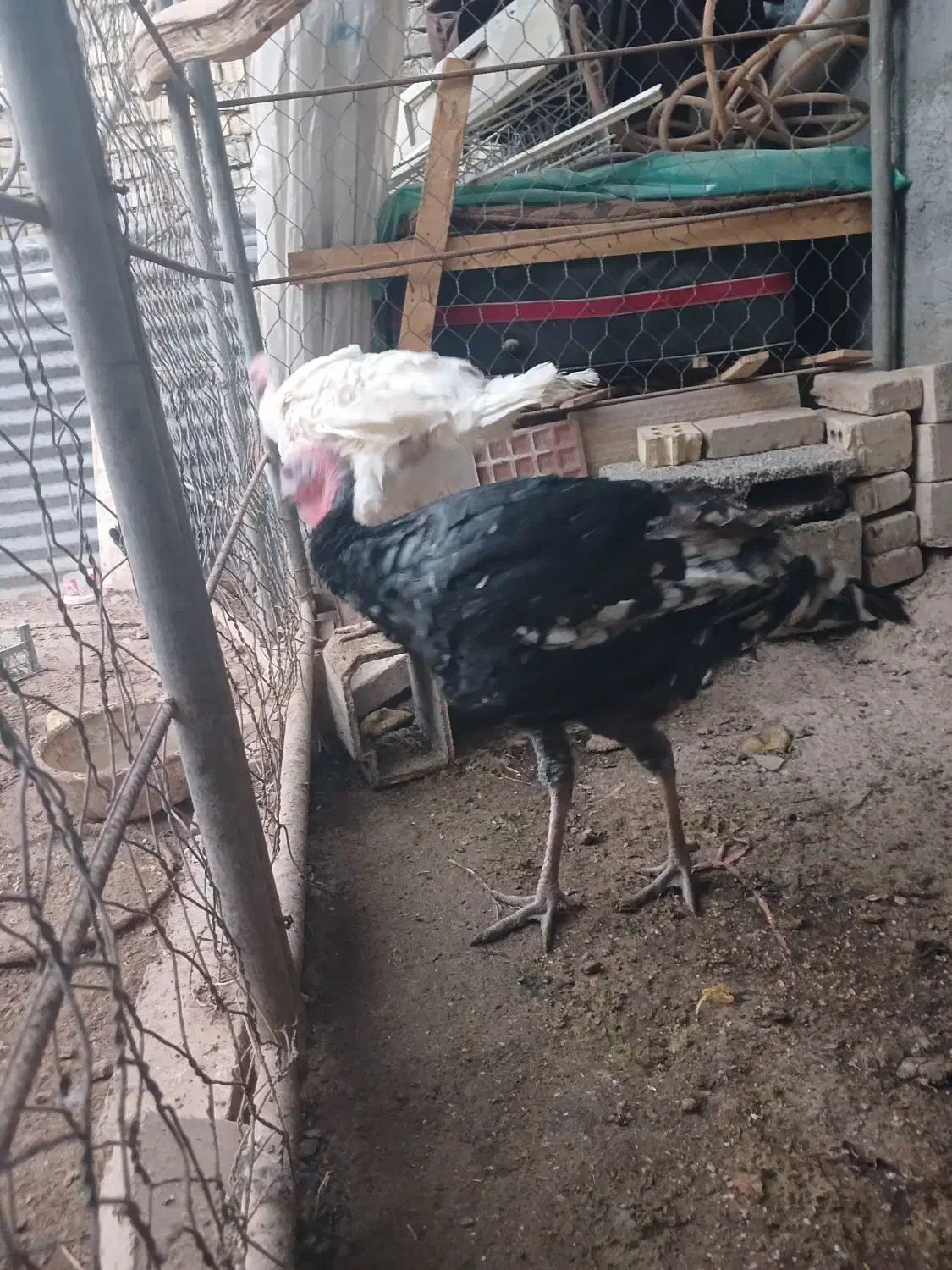 بوقلمون|حیوانات مزرعه|اهواز, اسماعیلیه|دیوار