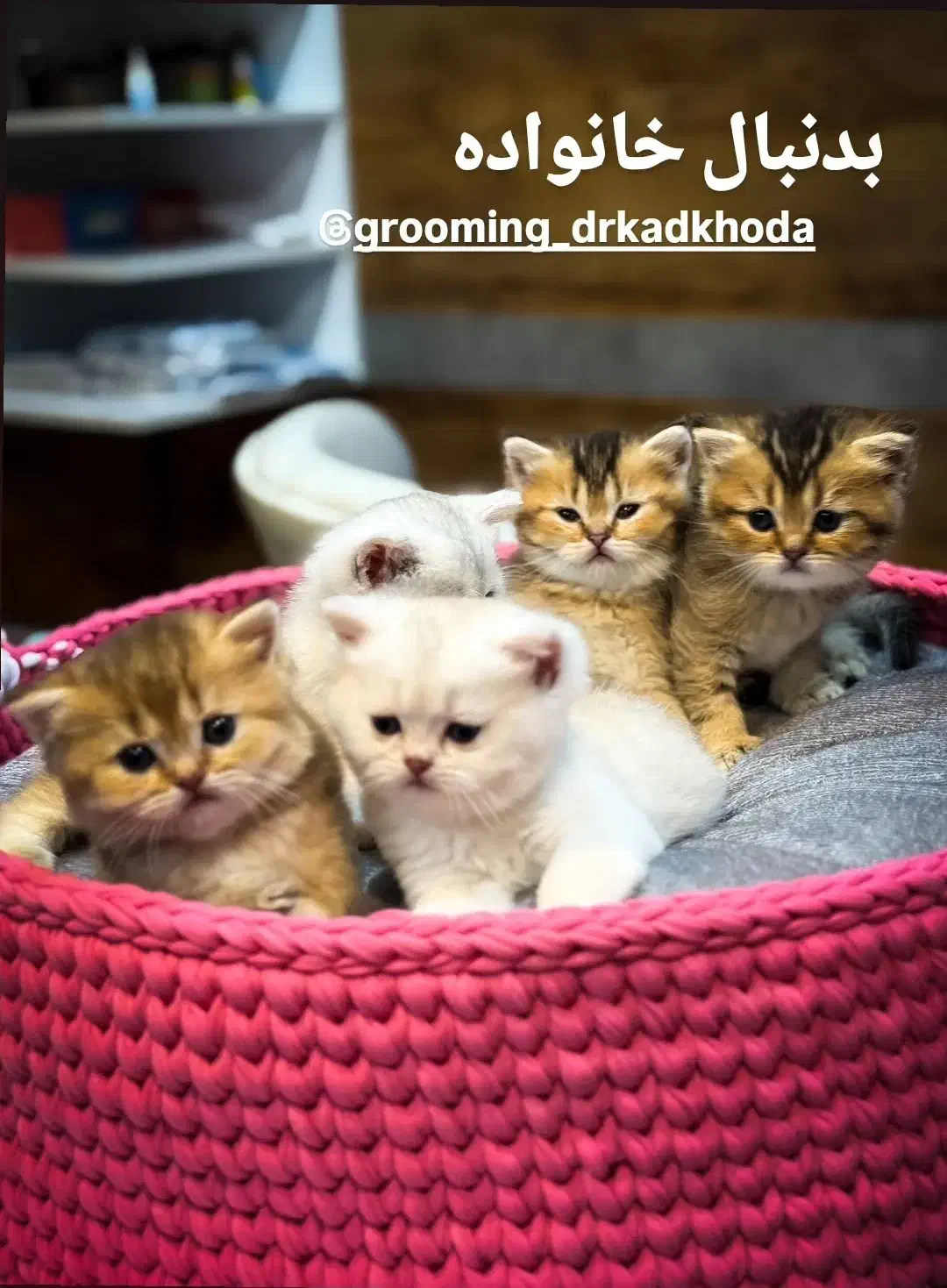 توله گربه های بریتیش|گربه|دزفول, |دیوار