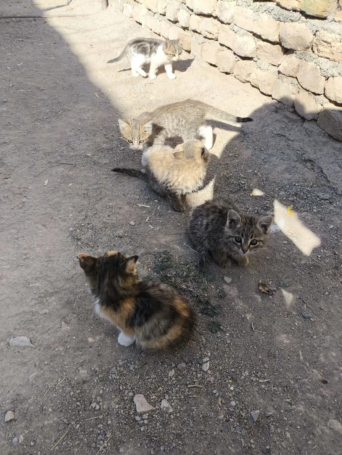 بچه گربه خانگی|گربه|تربتحیدریه, بالا ولایت|دیوار