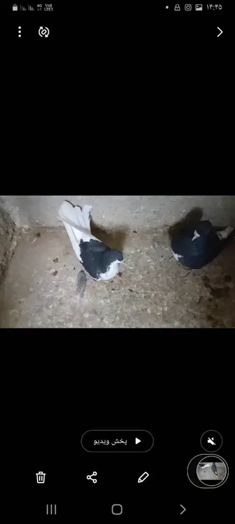 ۹عدد کبوتر رنگی وبهبهانی|پرنده|کازرون, |دیوار