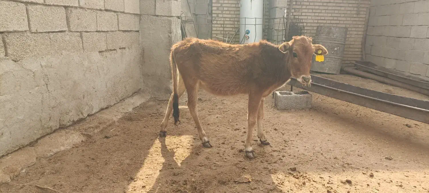 گوساله ماده|حیوانات مزرعه|بندر ماهشهر, |دیوار